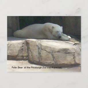 Carte Postale Ours polaire
