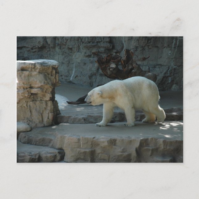 Carte Postale Ours polaire (Devant)