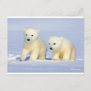 Carte postale Ours polaire