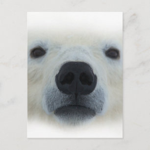 Carte Postale Ours polaire