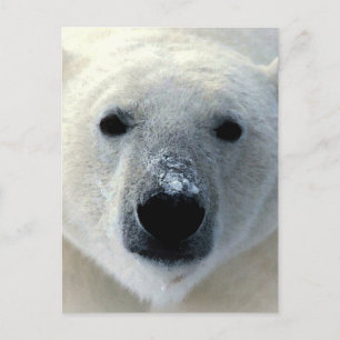 Carte Postale Ours polaire