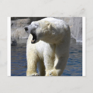 Carte Postale Ours polaire
