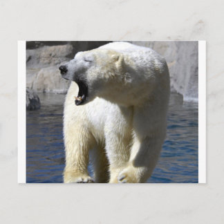 Carte Postale Ours polaire