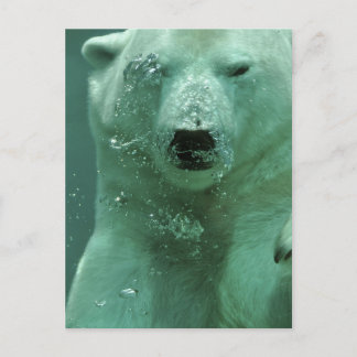 Carte Postale ours polaire-4069
