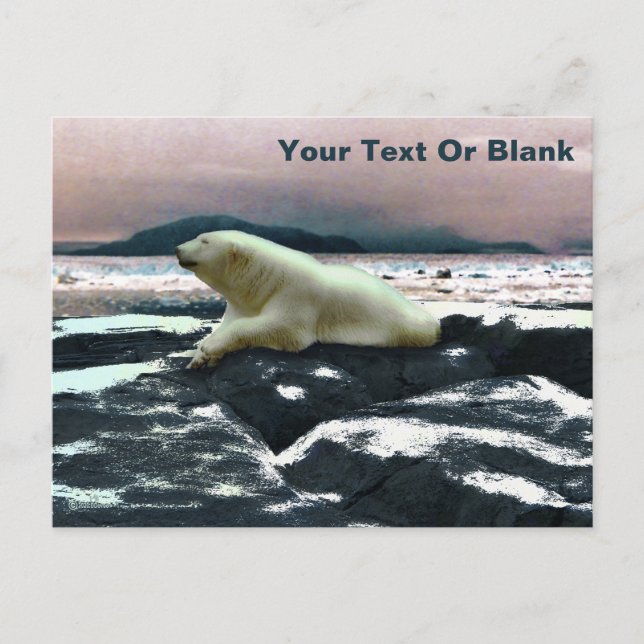 Carte Postale Ours polaire à fonte printanière (Devant)
