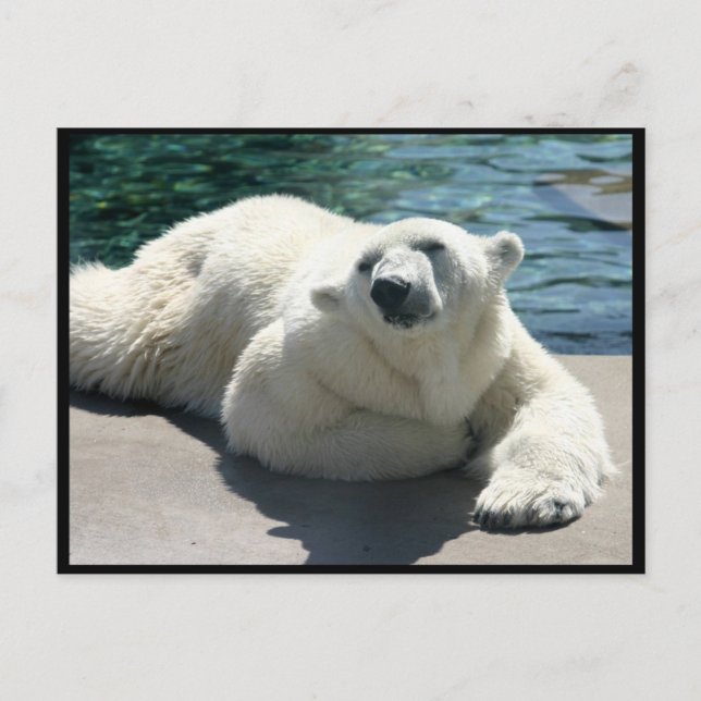 Carte postale Ours polaire arctique (Devant)