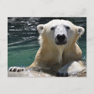 Carte Postale Ours polaire argenté