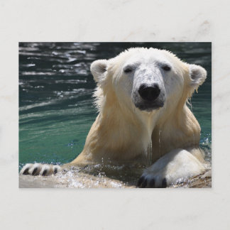 Carte Postale Ours polaire argenté