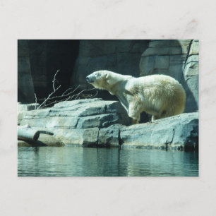 Carte Postale Ours polaire : Berlin