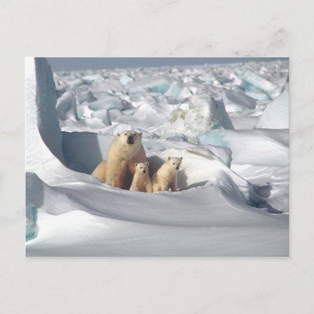 Carte Postale Ours Polaire Cubs Photo Neige (Devant)