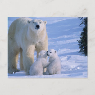 Carte Postale Ours polaire féminin debout avec 2 Cubs à sa