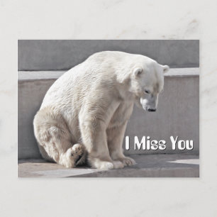 Carte Postale Ours Polaire Je Vous Manque