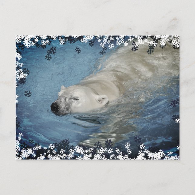 Carte Postale Ours polaire nageant (Devant)