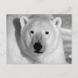 Carte Postale Ours polaire noir et blanc