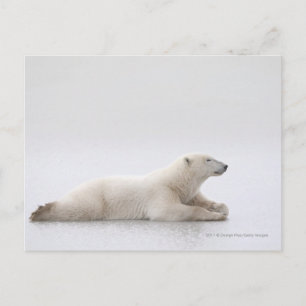 Carte Postale Ours Polaire Posé Sur Un Lac De Glace