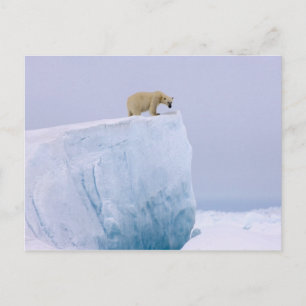 Carte Postale ours polaire, Ursus maritimus