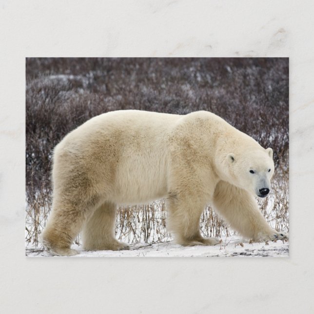 Carte Postale Ours polaire Ursus maritimus) à Churchill (Devant)