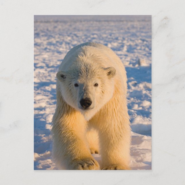 Carte Postale ours polaire, Ursus maritimus, ours polaire sur gl (Devant)