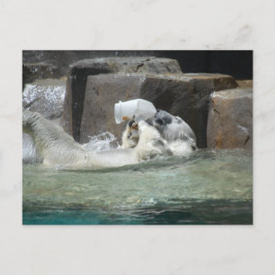 Carte Postale Ours polaires