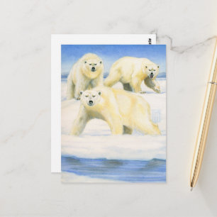 Carte Postale Ours polaires