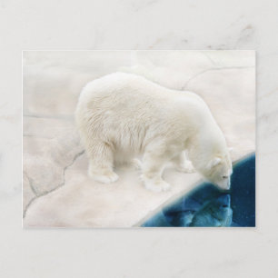 Carte Postale Ours polaires