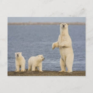 Carte Postale Ours polaires et leur mère