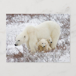 Carte Postale Ours polaires femelle et deux oursons