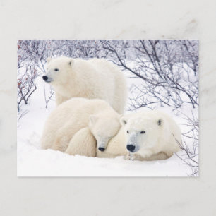 Carte Postale Ours polaires femelle et deux oursons 3