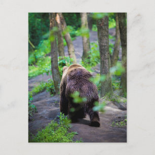Carte Postale Ours Se Promène Dans La Forêt Boisée