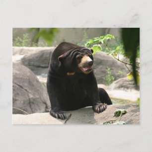 Carte Postale ours solaire malaisien