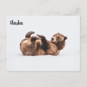 Carte Postale Ours Wildlife Alaska