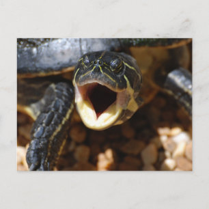 Carte postale ouverte à la bouche
