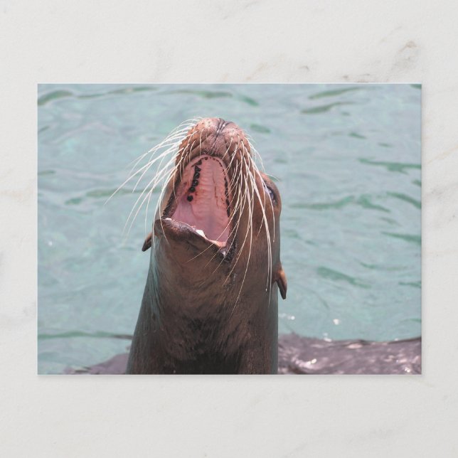 Carte postale ouverte Sea Lion Mouth (Devant)