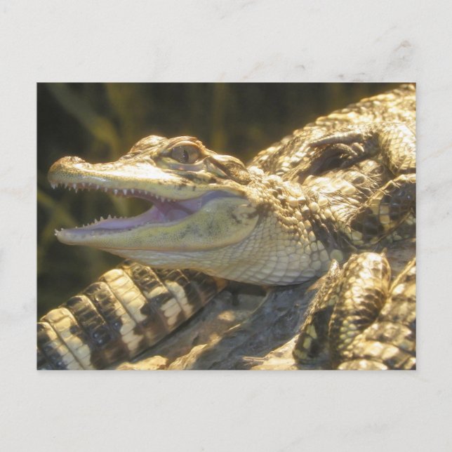 Carte Postale Ouverture de la bouche d'alligator américaine (Devant)
