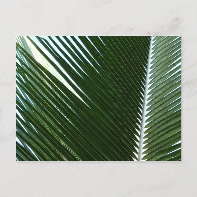 Carte Postale Overlapping Palm Fronds Tropical Green Abstract (Devant)