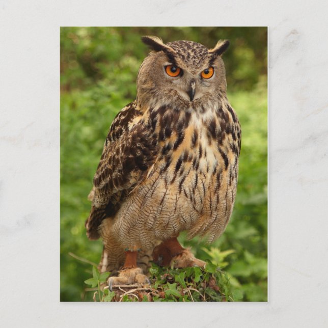 Carte postale Owl (Devant)