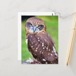 Carte postale Owl