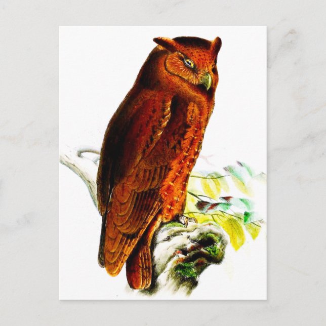 Carte postale Owl (Devant)