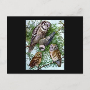 Carte Postale Owl Art