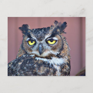 Carte Postale Owl Eyes