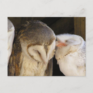 Carte Postale Owl Kisses !