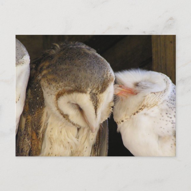 Carte Postale Owl Kisses ! (Devant)