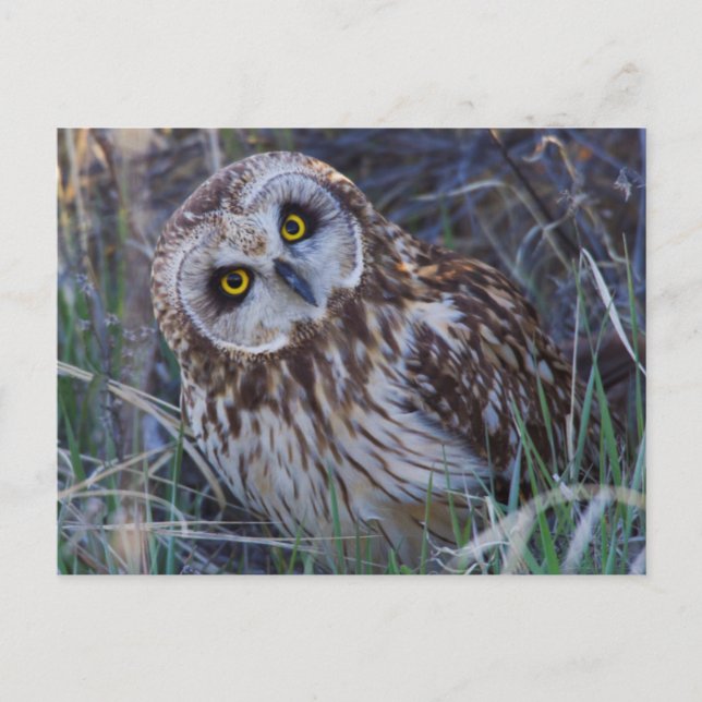 Carte Postale Owl short-eared (Devant)
