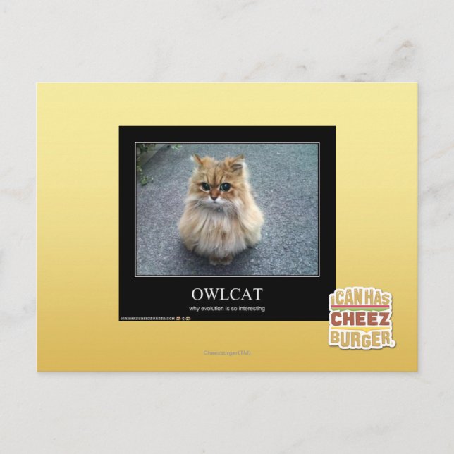 Carte Postale Owlcat (Devant)