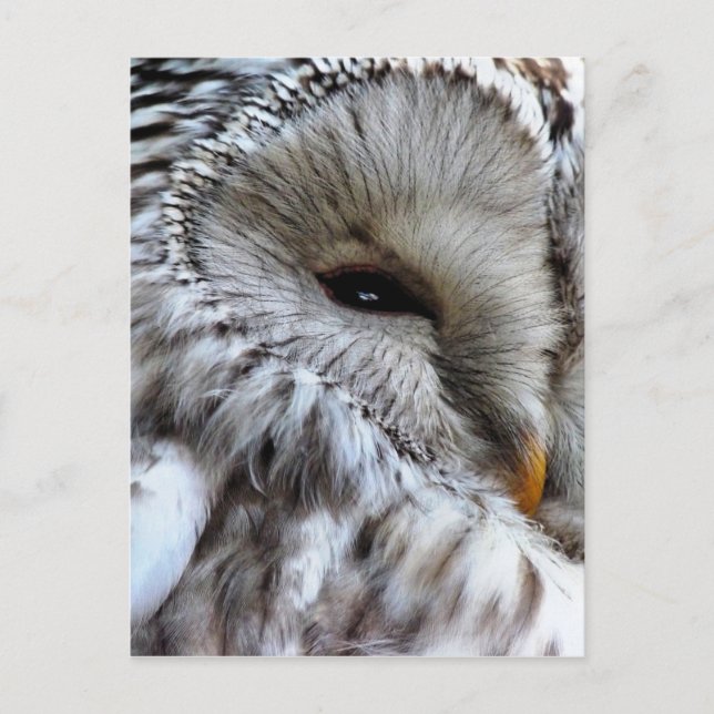 CARTE POSTALE OWLS (Devant)