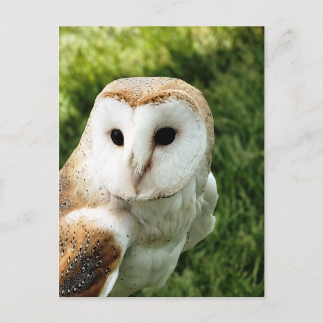 CARTE POSTALE OWLS (Devant)