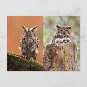 Carte postale Owls