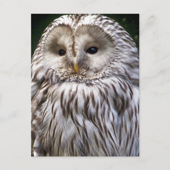 CARTE POSTALE OWLS (Devant)