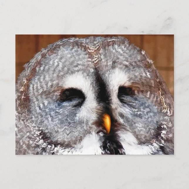 CARTE POSTALE OWLS (Devant)