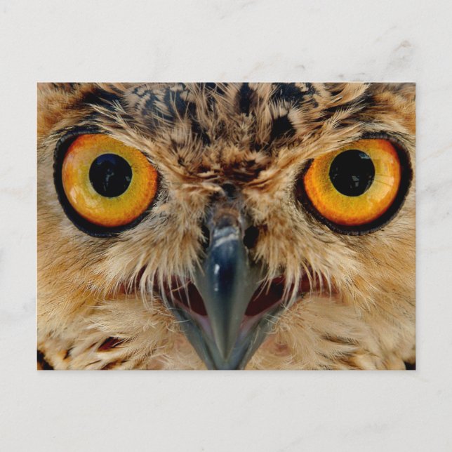 Carte Postale Owls Eyes (Devant)